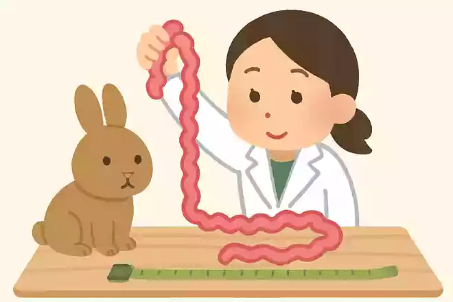 ウサギの腸の長さは?