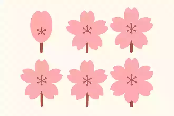 桜の花びらは基本的に何枚でしょう?