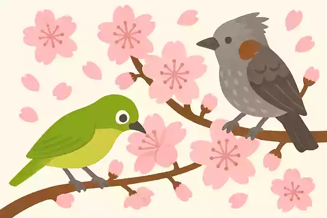 メジロやヒヨドリは桜の蜜を吸う