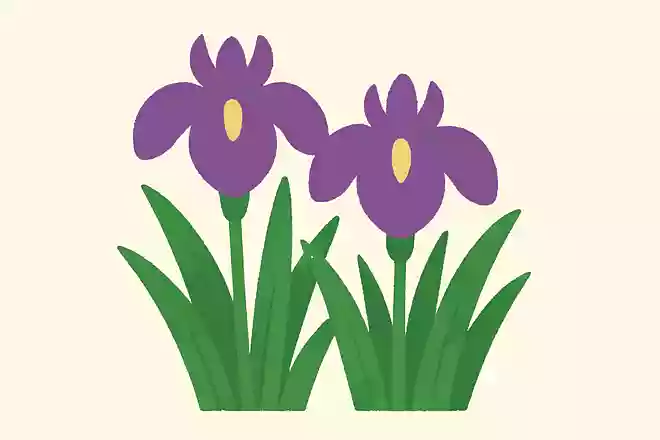 菖蒲