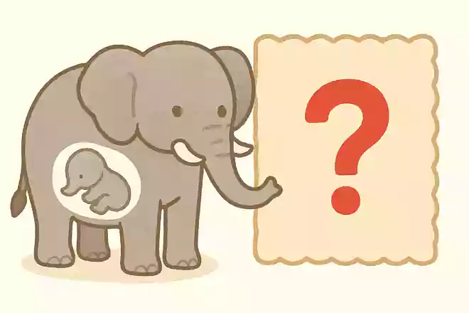 ゾウの妊娠期間は何カ月でしょう?