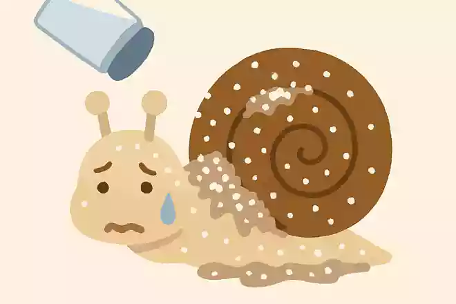 ナメクジは塩をかけると縮むということは有名ですが、ではカタツムリに塩をかけるとどうなるでしょう?