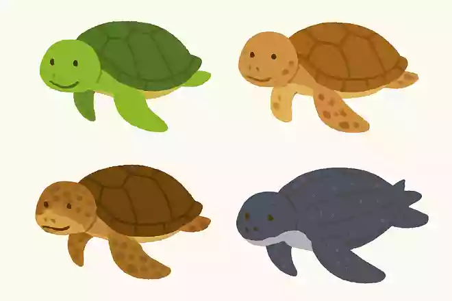 次の中で実在するウミガメはどれでしょうか
