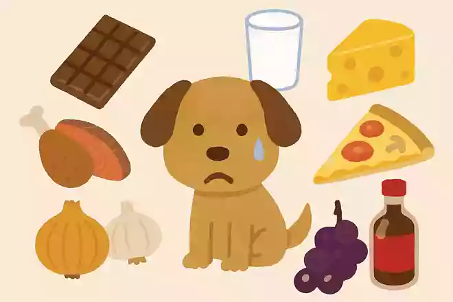 犬にあげてはいけない食べものとは?