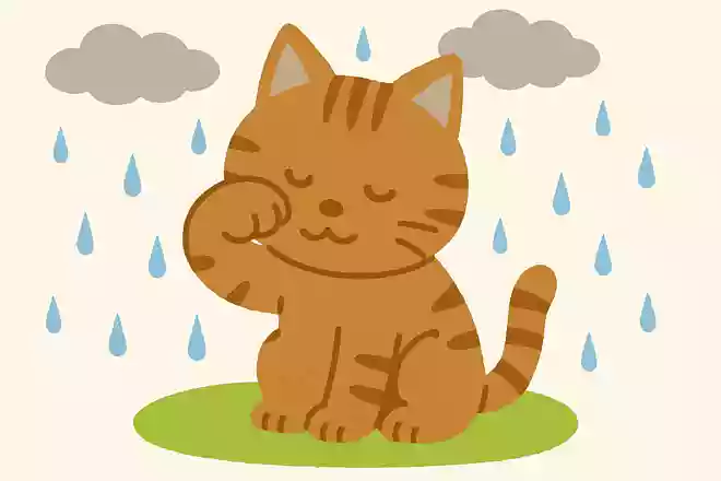 猫が顔を洗うと雨が降る