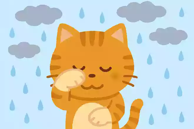 猫が顔を洗うと雨が降る