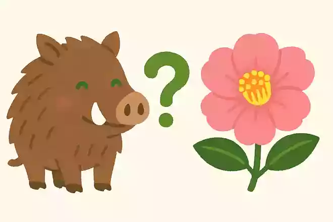 いのししの肉は別名でなんの花の名前で呼ばれている?