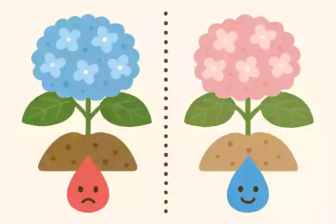 あじさいの花の色は土が酸性かアルカリ性かで決まる