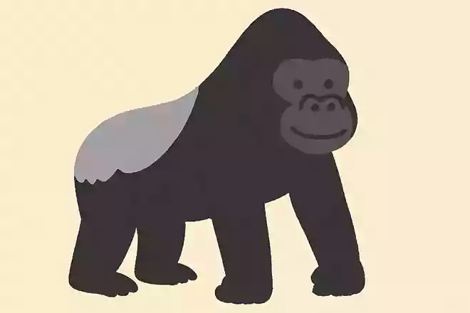 大人の雄ゴリラの背中の毛が灰色になることをなんというでしょう?