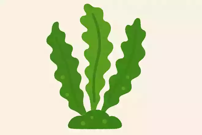 海栗