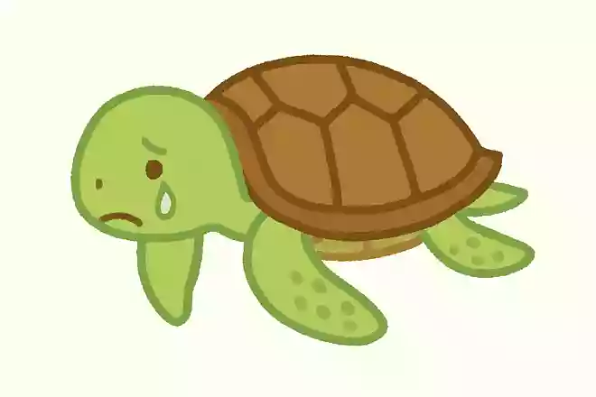 ウミガメは涙を流すことがあります。それはなぜでしょうか。