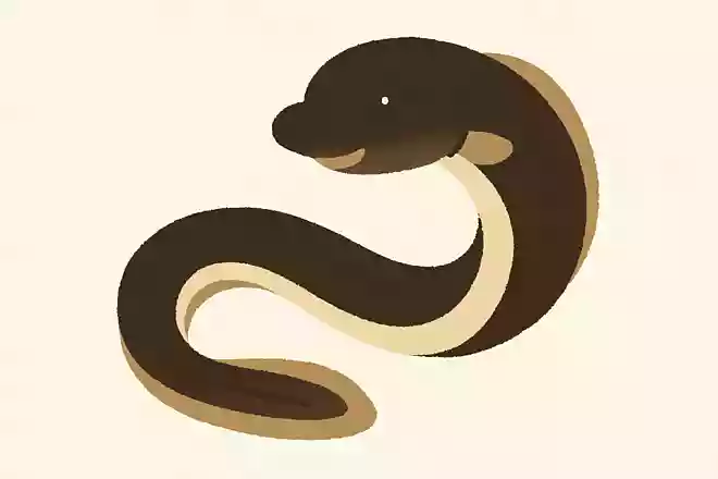 鰌