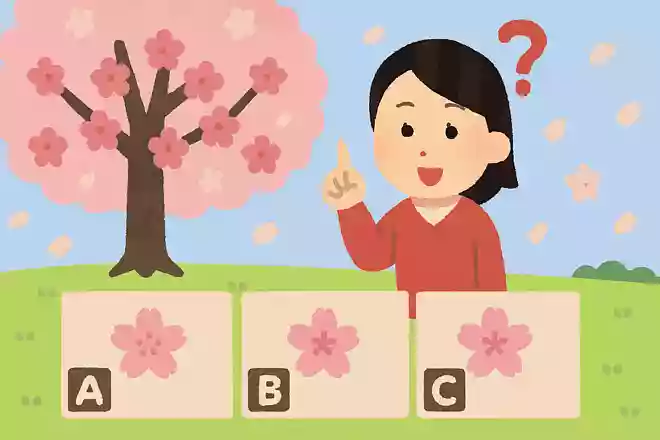 「カンヒザクラ」の特徴は?