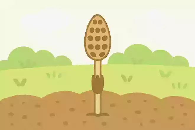 春になると土のなかからニョキニョキと顔を出す「くし」はなんでしょう?