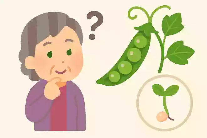 さやえんどうは5月が旬ですが、中の豆は成長すると何になるでしょうか?