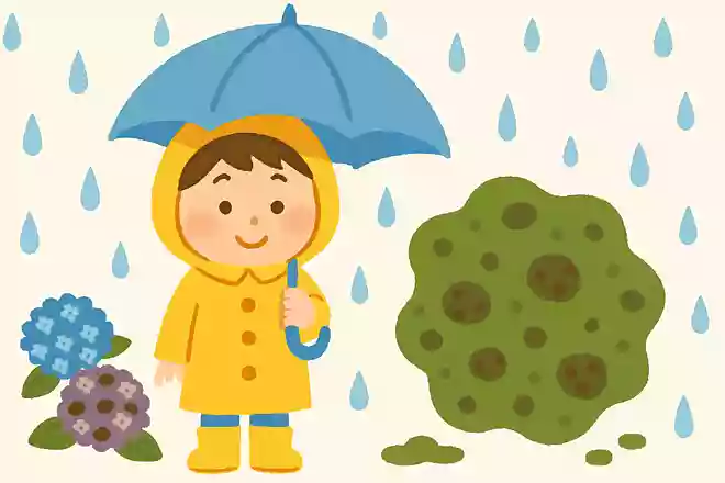梅雨のことを黴雨ともいう