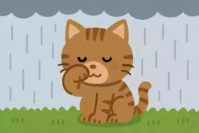 昔からある動物が「顔を洗うと雨が降る」と言われていますが、何の動物でしょうか?