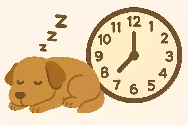 犬の平均睡眠時間は?