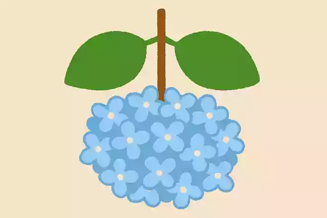 ガクアジサイの装飾花はひっくり返る