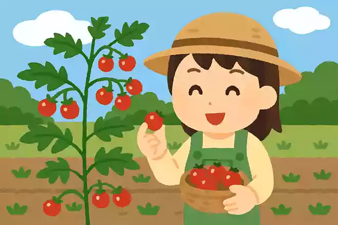 ミニトマトは当初どこで食べられるために作られた野菜でしょう?
