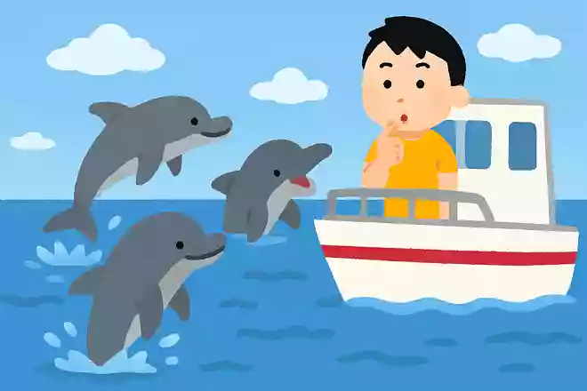 イルカが船のまわりに集まるのはなぜ?