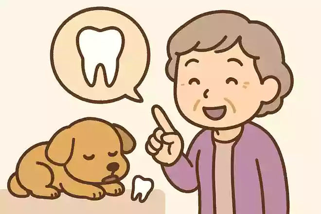 人間のように、犬も乳歯が抜けて永久歯が生えてくるでしょうか?
