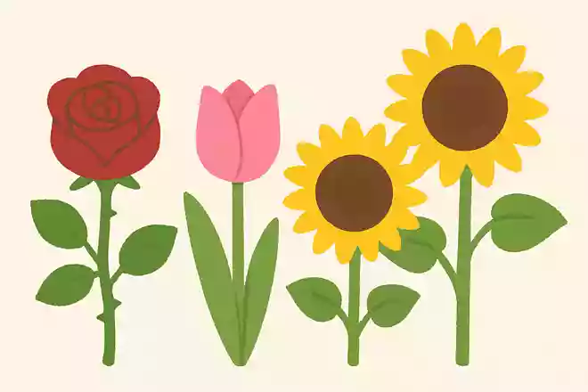 バラ、チューリップ、ヒマワリ、花にトゲがあるのは?