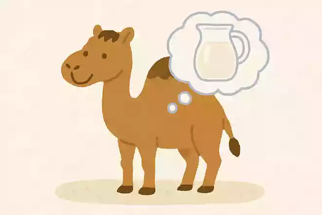ラクダの大きなこぶの中には何が入っているでしょうか?