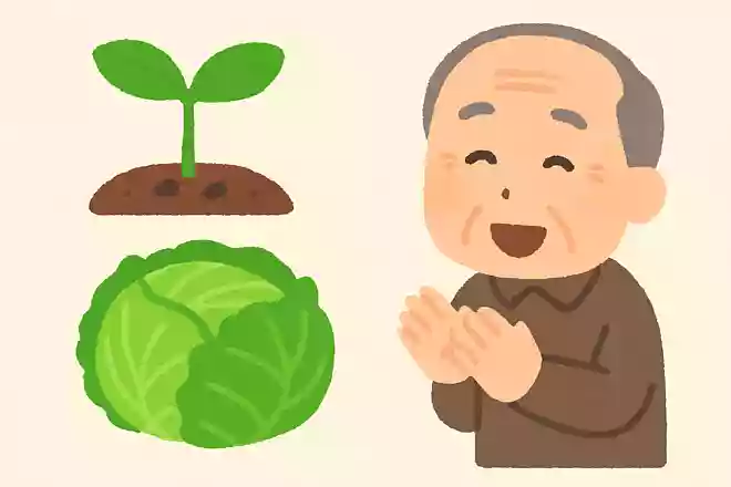 春キャベツは秋にタネをまいたキャベツのこと