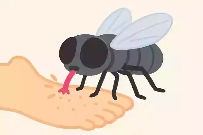 ハエは足に味覚を感じる神経細胞がある