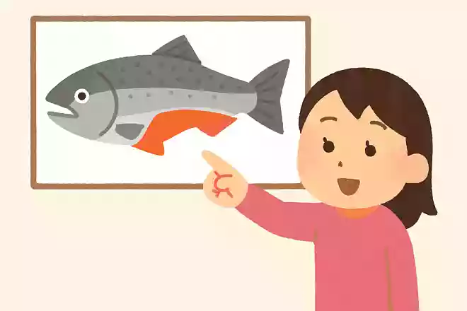 鮭は白身の魚か赤身の魚かどちらでしょうか?