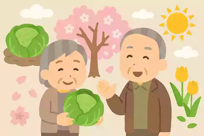 春キャベツは秋にタネをまいたキャベツのこと