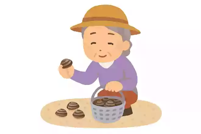 5月に人気の潮干狩りは何を取るものでしょうか?