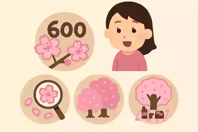 桜の種類は600種以上ある