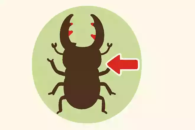 ノコギリクワガタのハサミは、からだのどの部分?