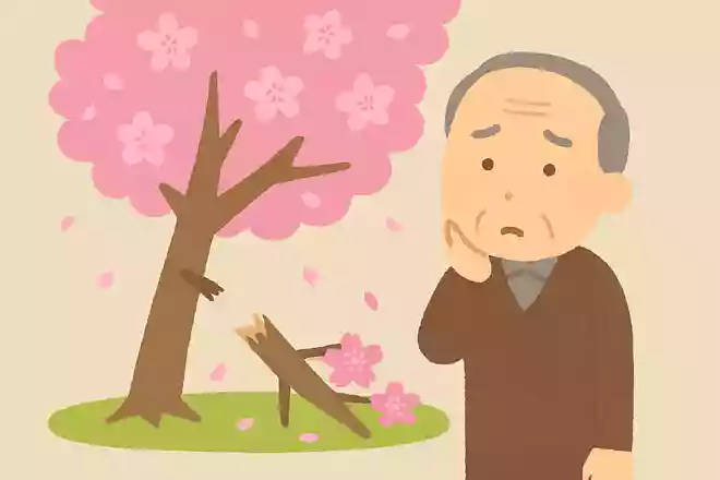 桜の枝を折ってしまうとどのようなことが起きるでしょうか。