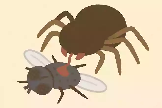 クモは獲物に消化液を注入し、溶かして吸う