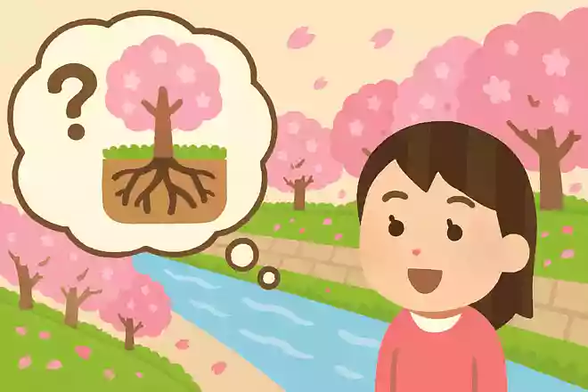 桜が河川敷に多い理由は、地盤を固めるため