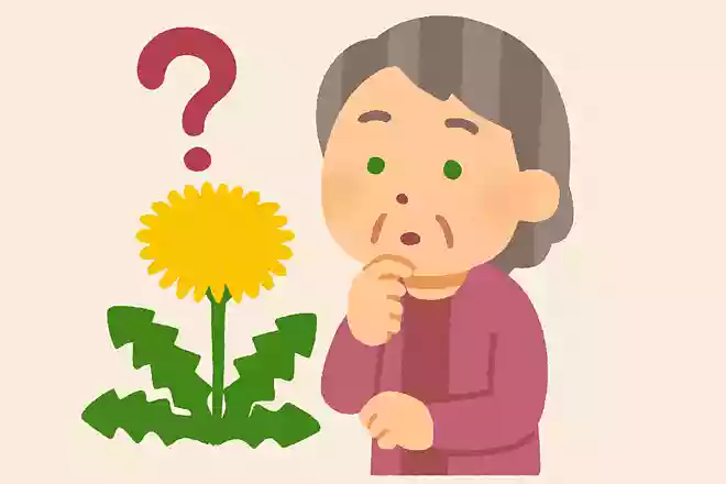 タンポポの花は、小さな花びらが多数集まってできています。花びらの数はどれくらいでしょうか?