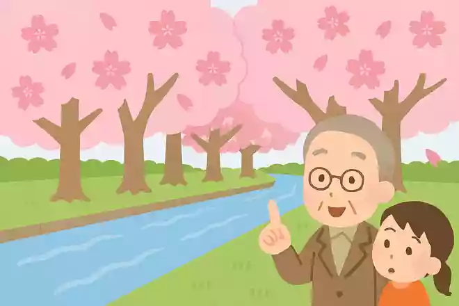 川沿いに桜の木が多いのはなぜでしょう?