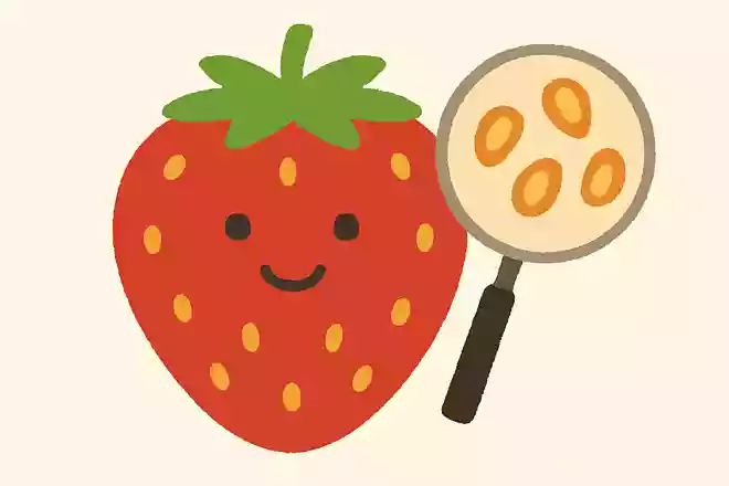 イチゴのつぶつぶは何になるでしょうか?