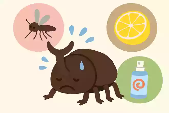 カブトムシの苦手なことは?