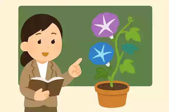朝顔が教材に選ばれるのはどうして?