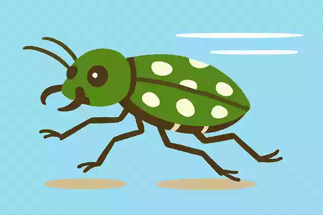 世界一速い昆虫といわれるハンミョウは時速80kmで走る
