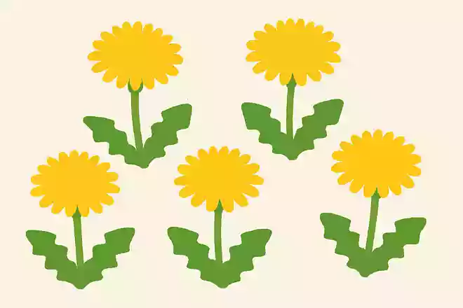 たんぽぽの花びらは5枚