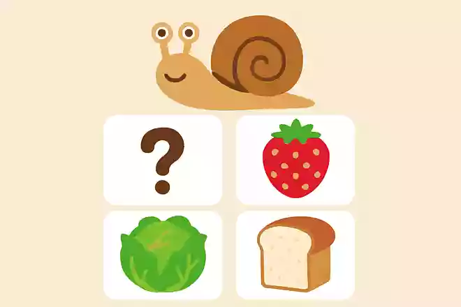 次のうちカタツムリが食べるものはどれでしょう?