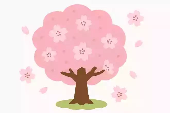 桜桃