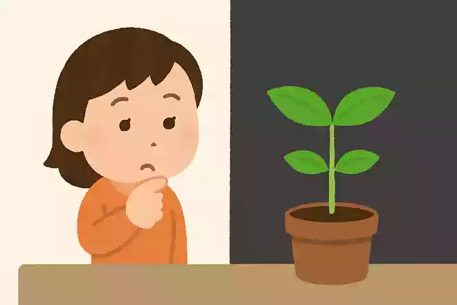 植物は光がなくても大きくなる。○か×か?