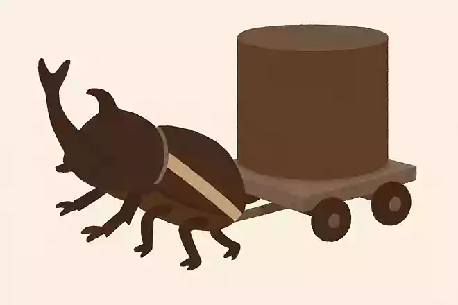 カブトムシは自分の体重の何倍のものを引っ張る力があるでしょう?