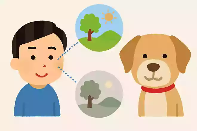 犬の視力は人間と比べてどれくらい？